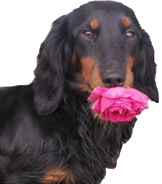 Aide de camp Du chene daniele