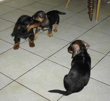 Aide de camp Du chene daniele