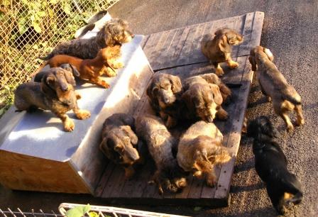 Aide de camp Du chene daniele