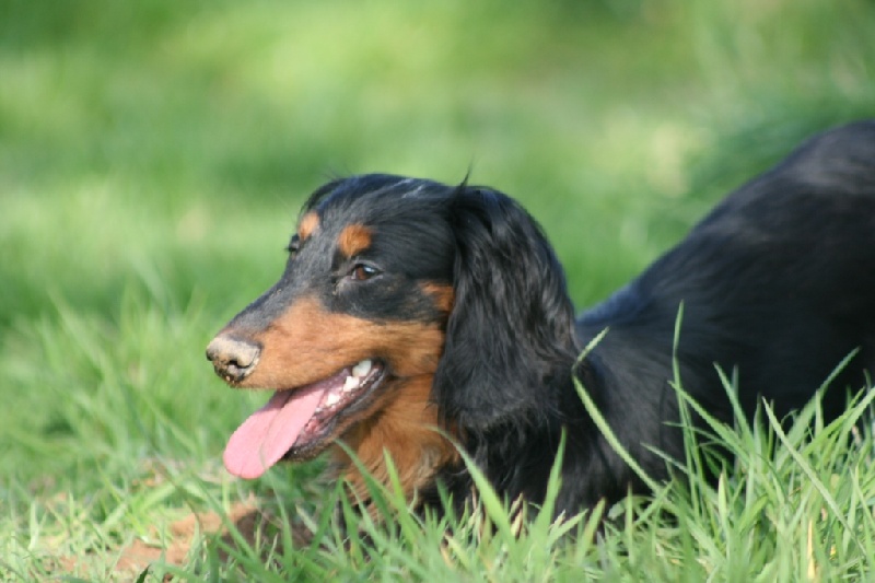 Extra-terrestre Du chene daniele