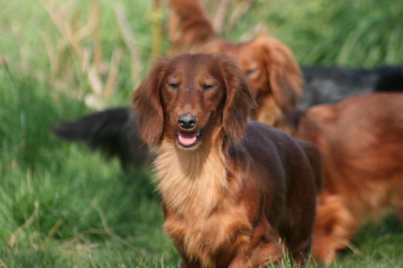 Dackel Du chene daniele