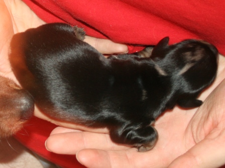 Extra-terrestre Du chene daniele