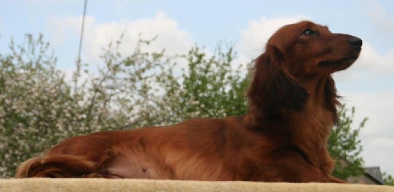 Douce rêverie Du chene daniele