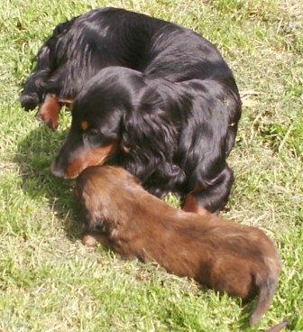 Aide de camp Du chene daniele