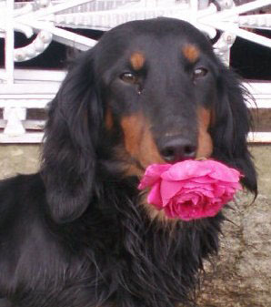 Aide de camp Du chene daniele
