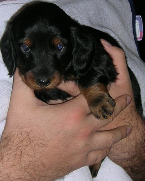 Aide de camp Du chene daniele