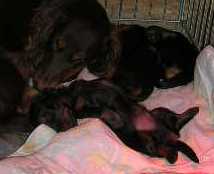 Aide de camp Du chene daniele