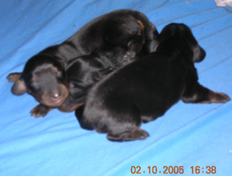 Aide de camp Du chene daniele