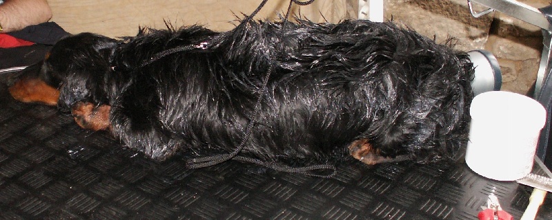 Aide de camp Du chene daniele