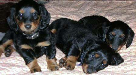 Aide de camp Du chene daniele