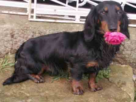 Aide de camp Du chene daniele