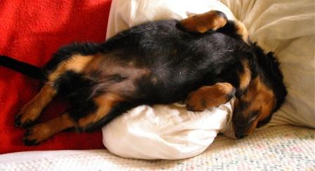 Aide de camp Du chene daniele