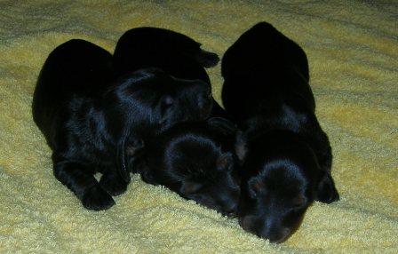 Aide de camp Du chene daniele