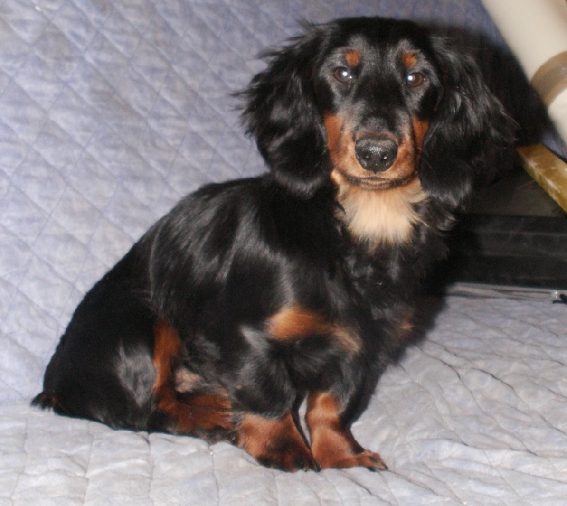 Aide de camp Du chene daniele