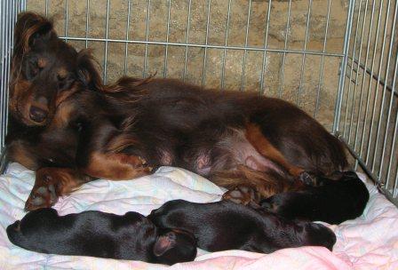 Aide de camp Du chene daniele