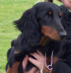 Aide de camp Du chene daniele