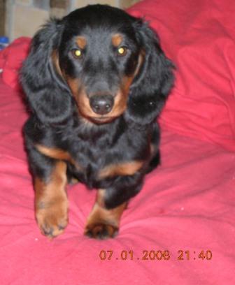 Aide de camp Du chene daniele