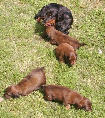 Aide de camp Du chene daniele