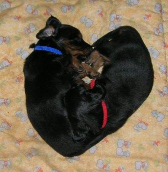 Aide de camp Du chene daniele