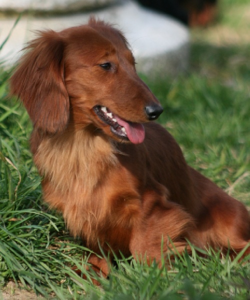 Dackel Du chene daniele