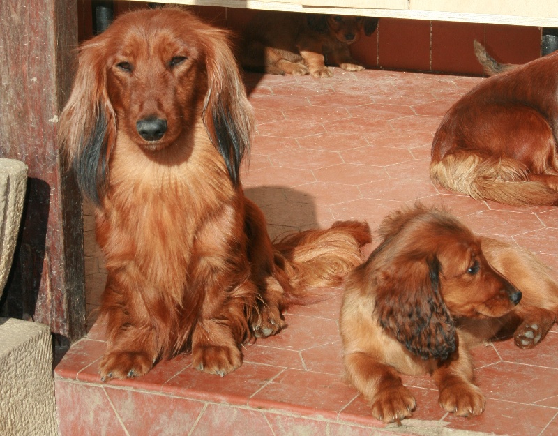 Démoniaque tentation Du chene daniele