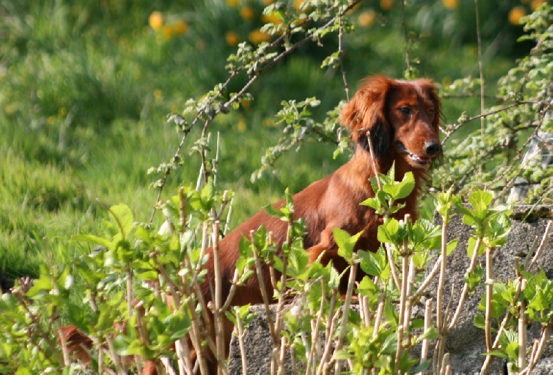 Enutroph Du chene daniele