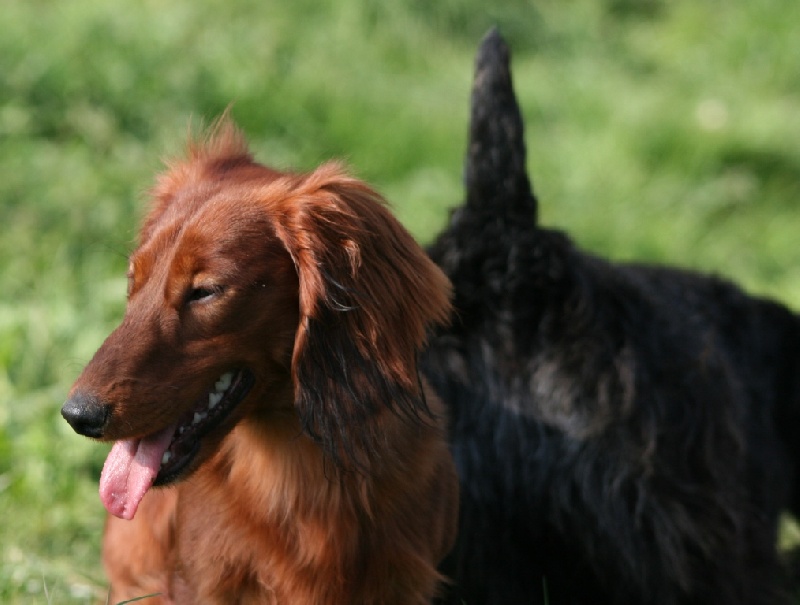 Enutroph Du chene daniele