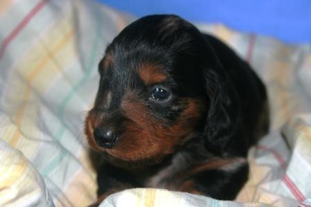 Extra-terrestre Du chene daniele