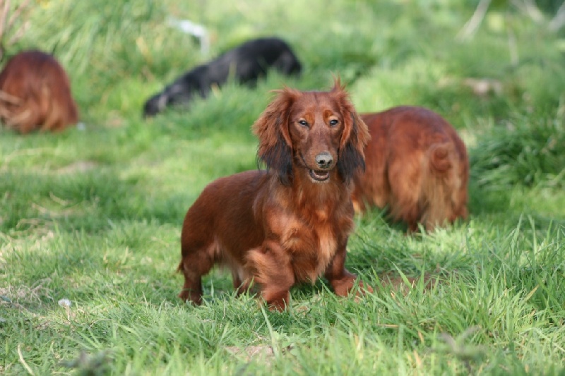 Enutroph Du chene daniele