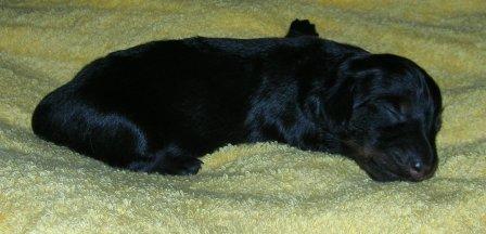 Aide de camp Du chene daniele