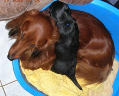 Aide de camp Du chene daniele