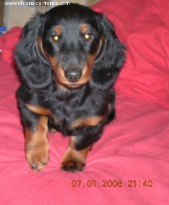 Aide de camp Du chene daniele