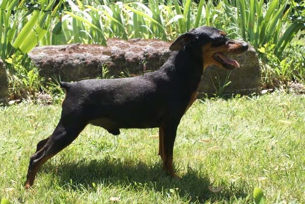 Publication : D'Obreika Auteur : Obreika