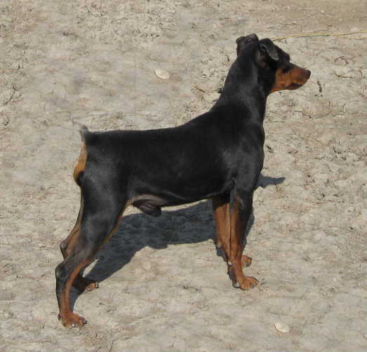 Publication : D'Obreika Auteur : Obreika