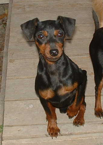 Publication : D'Obreika Auteur : Obreika