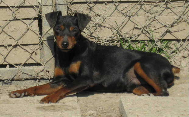 Publication : D'Obreika Auteur : Obreika