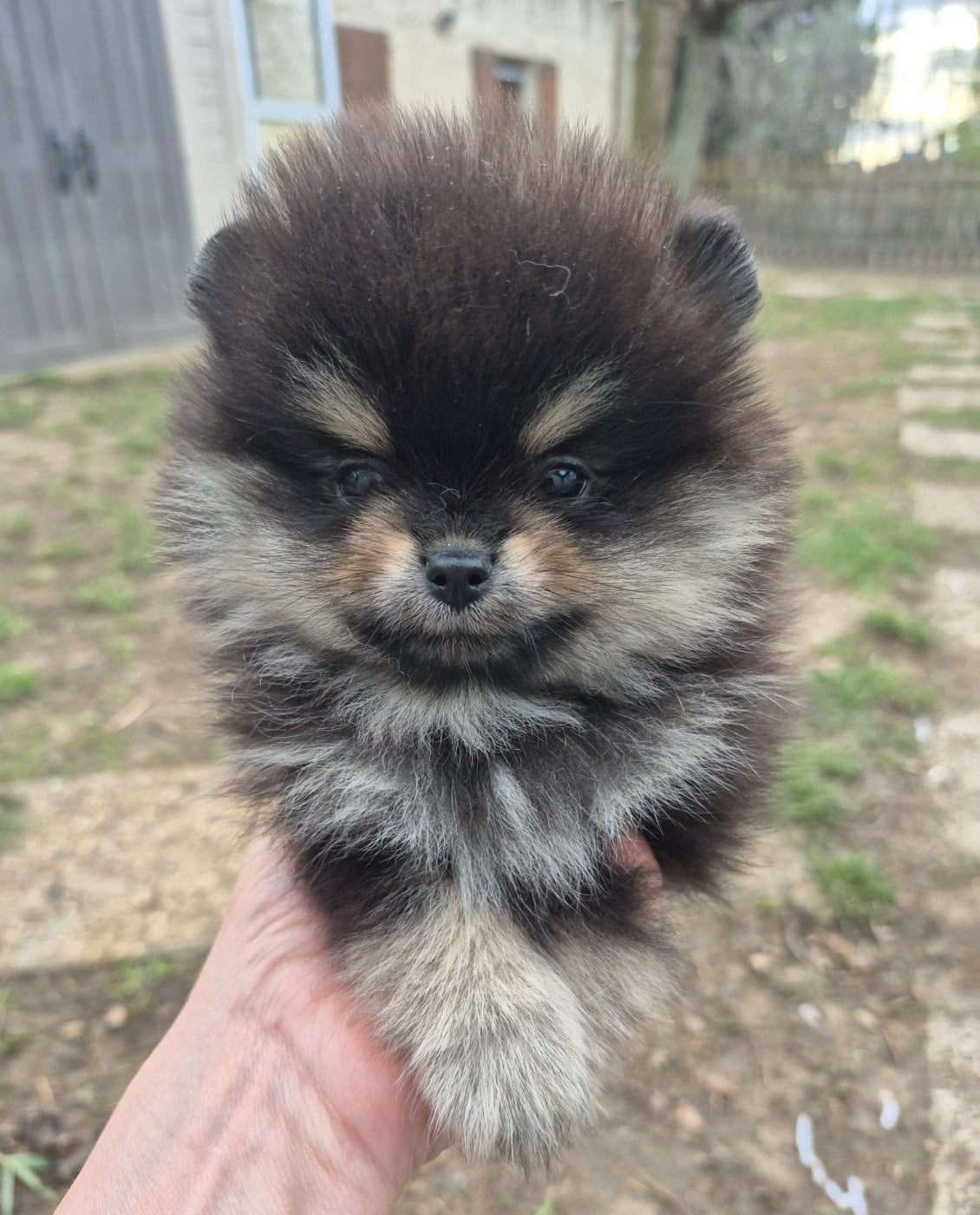 Mâle noir et argent - Spitz allemand