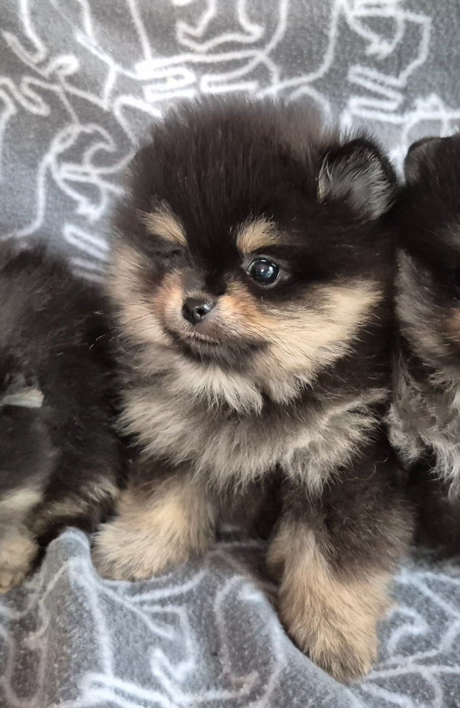 Mâle noir et argent