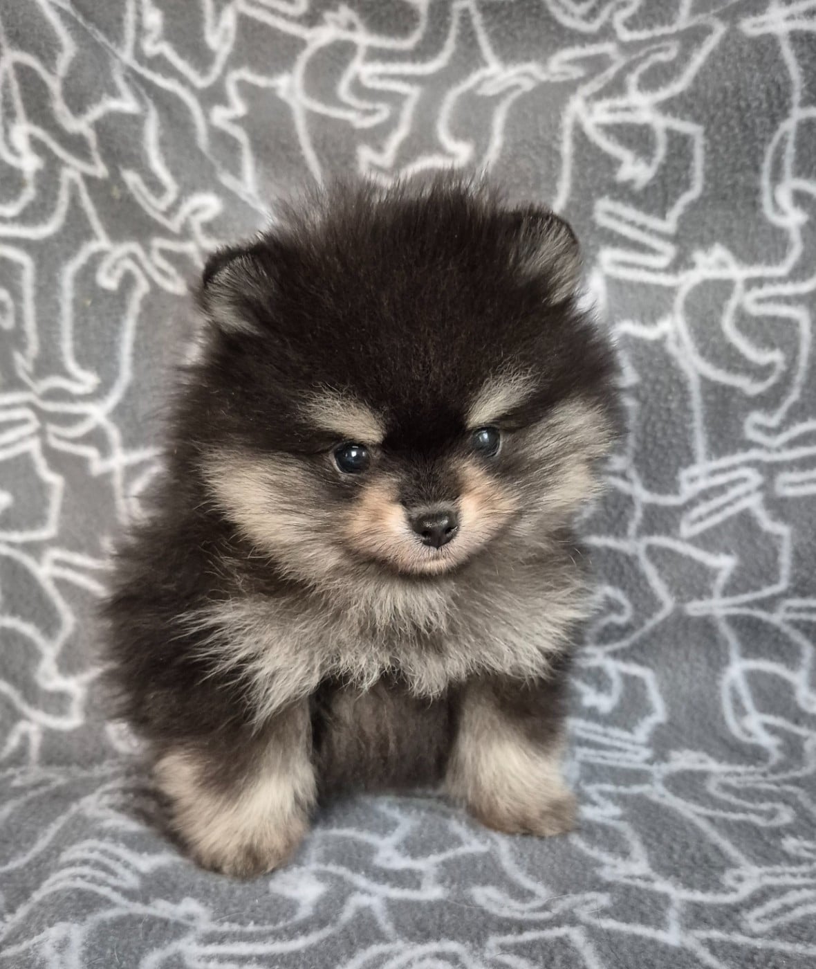 Mâle noir et feu - Spitz allemand