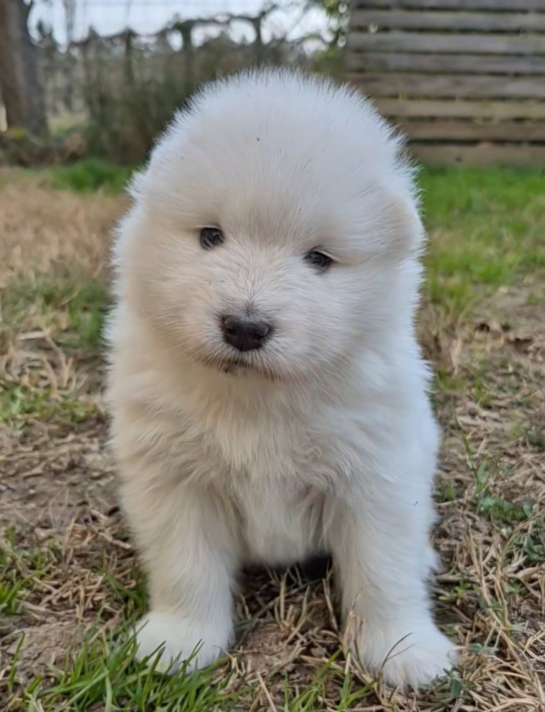 Samoyède - D'Obreika