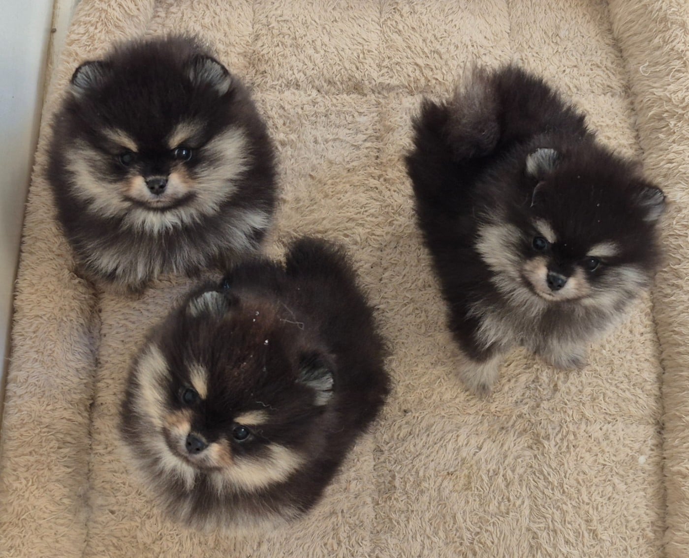 Spitz allemand - D'Obreika