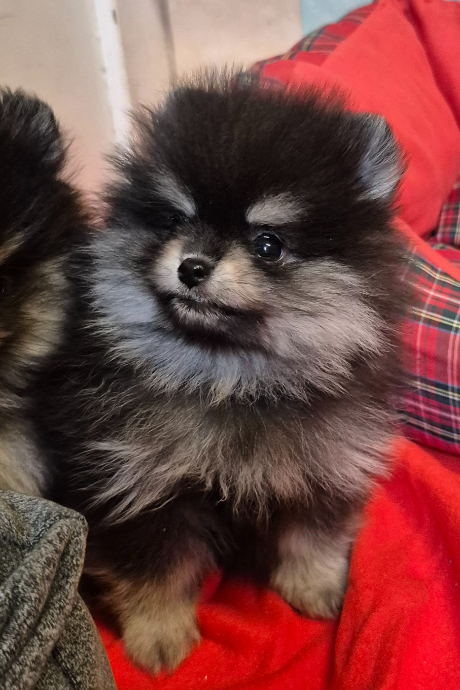 Mâle noir et argent