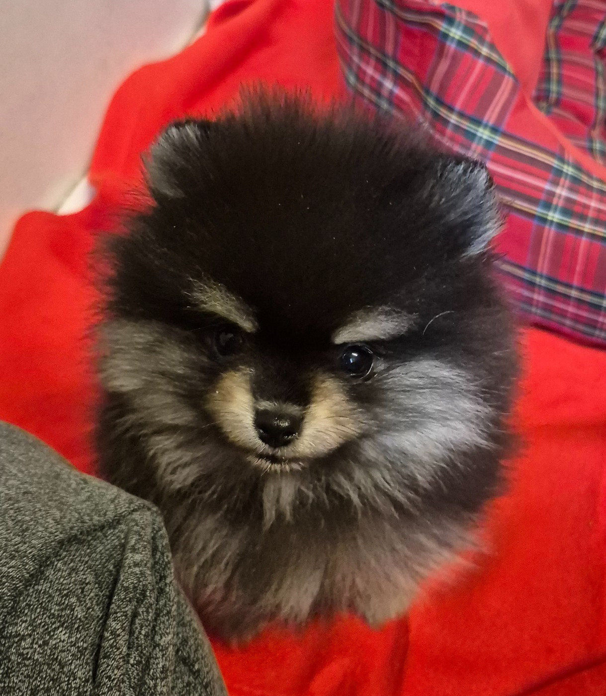 Mâle noir et argent