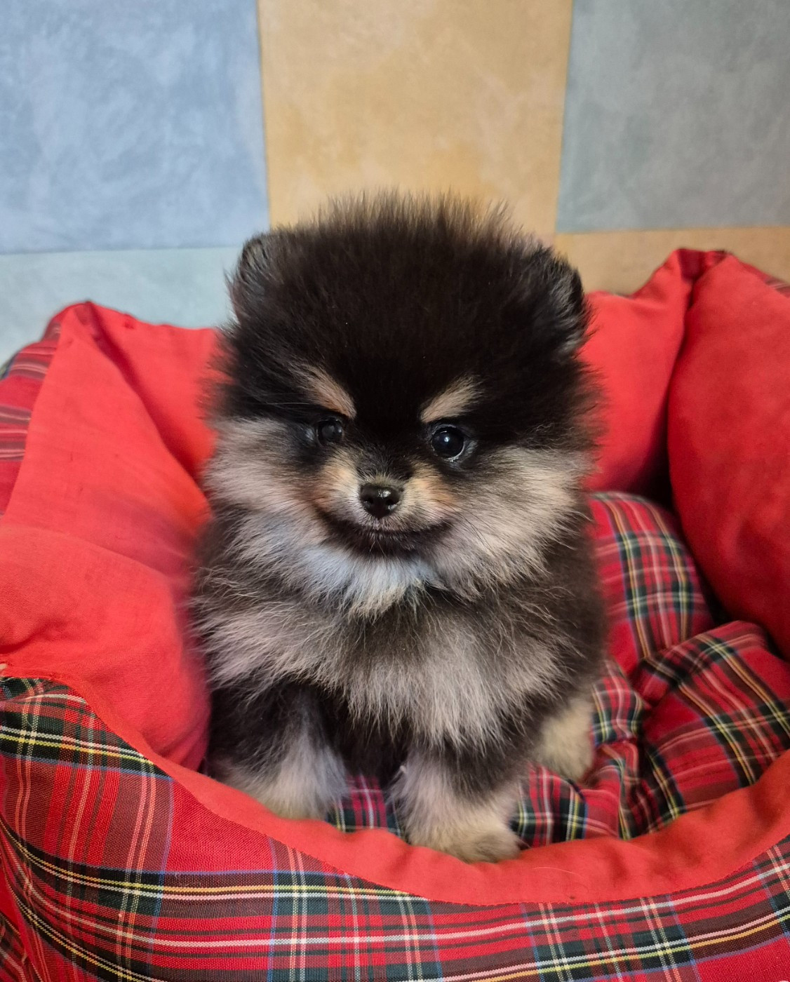 Mâle noir et argent