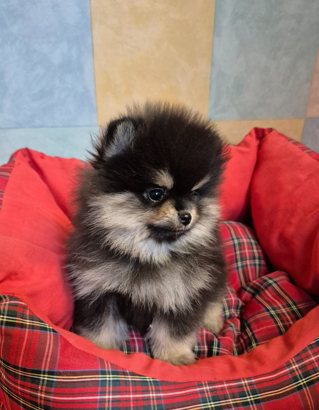 Mâle noir et argent