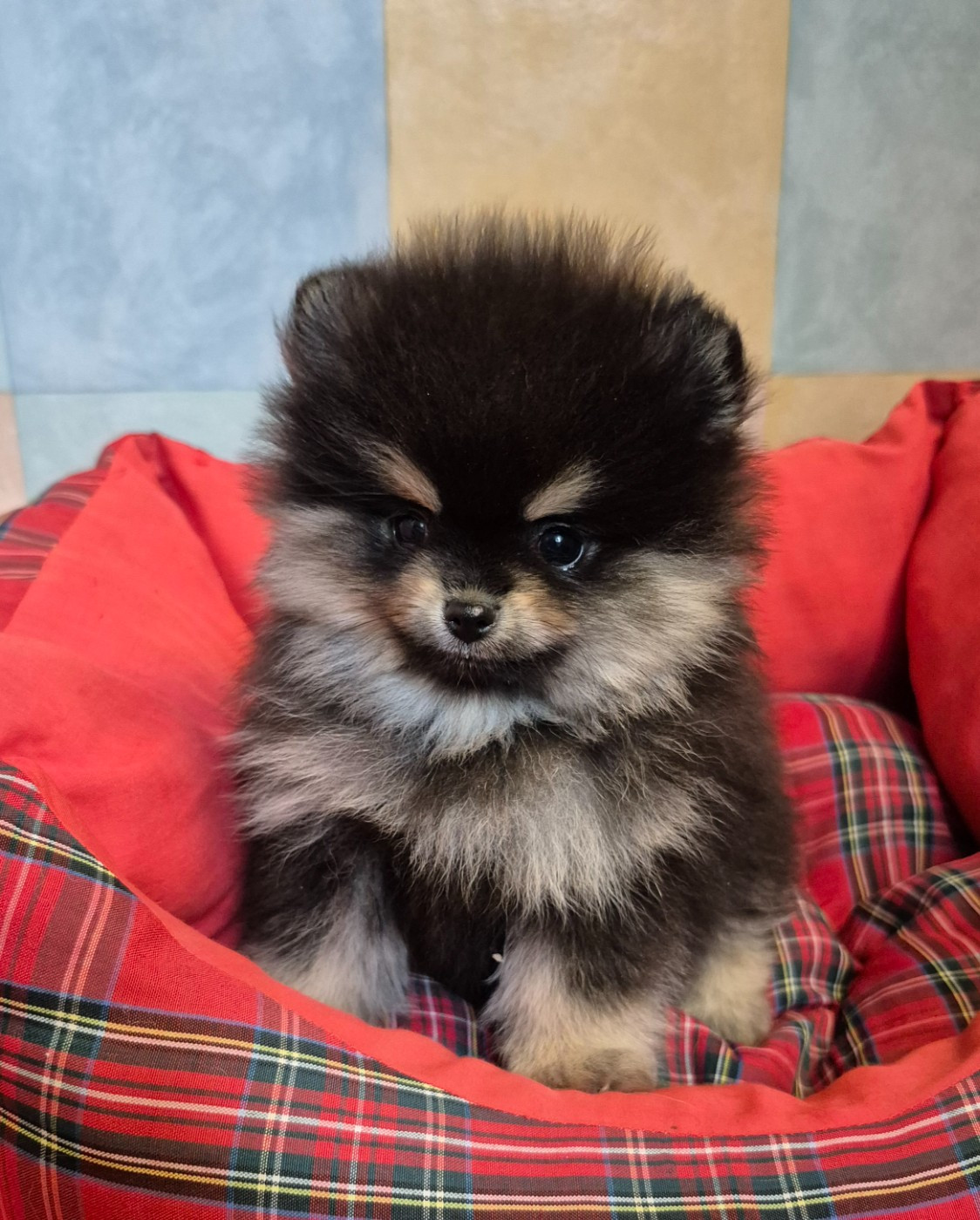 Mâle noir et argent