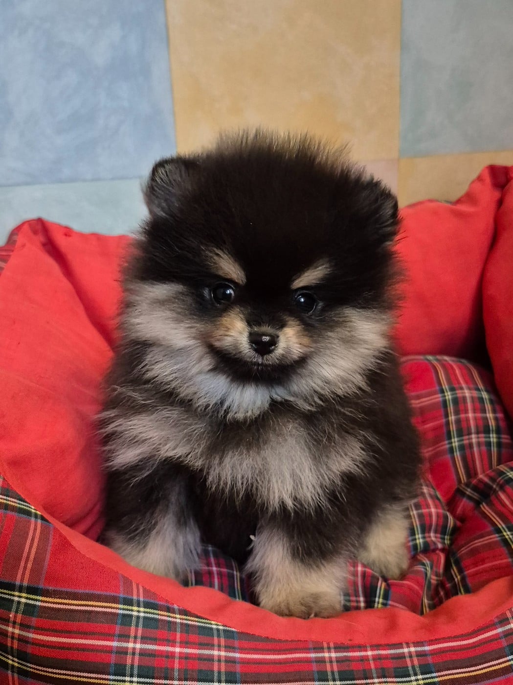 Spitz allemand - D'Obreika