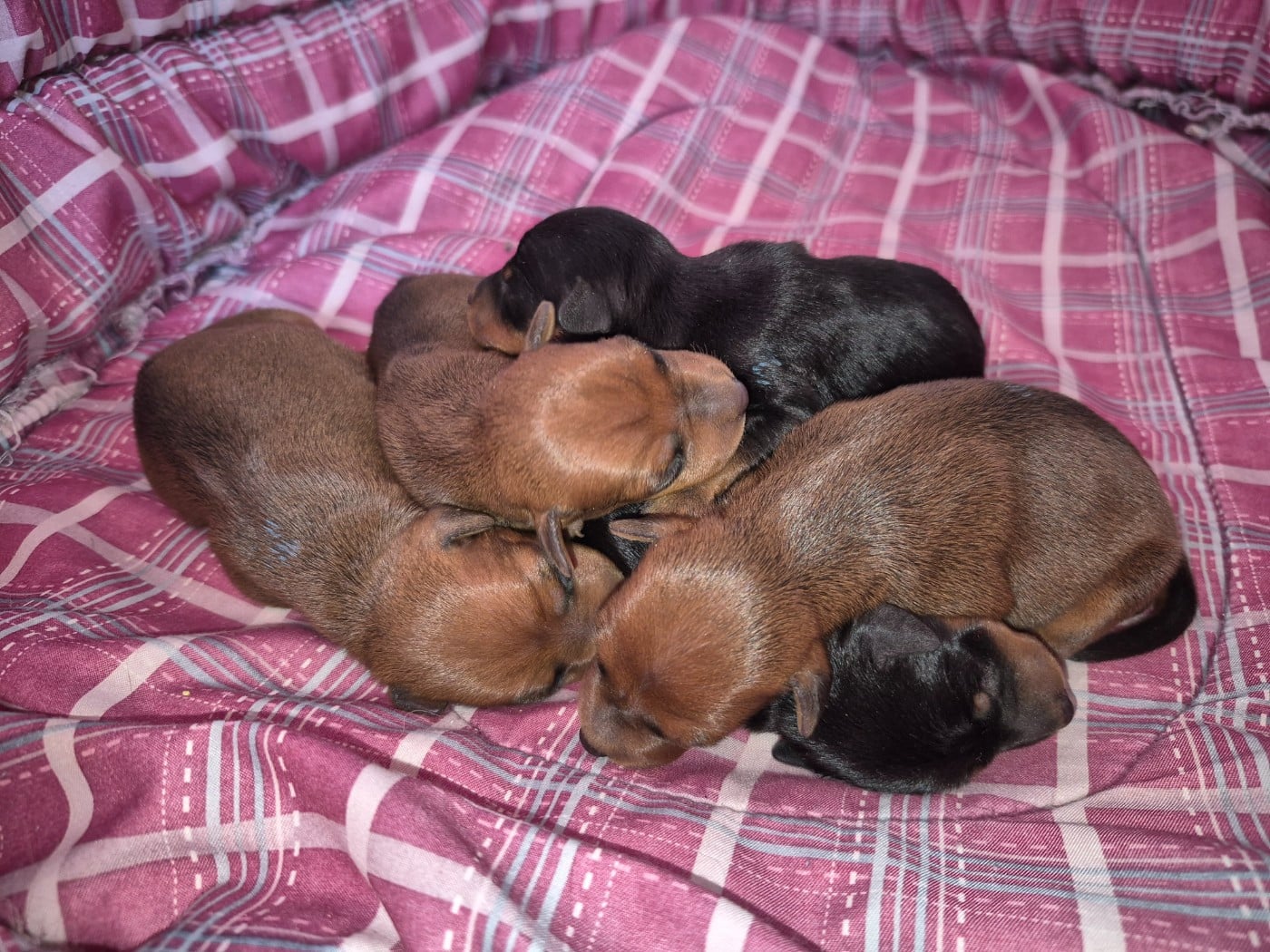 Pinscher nain - D'Obreika