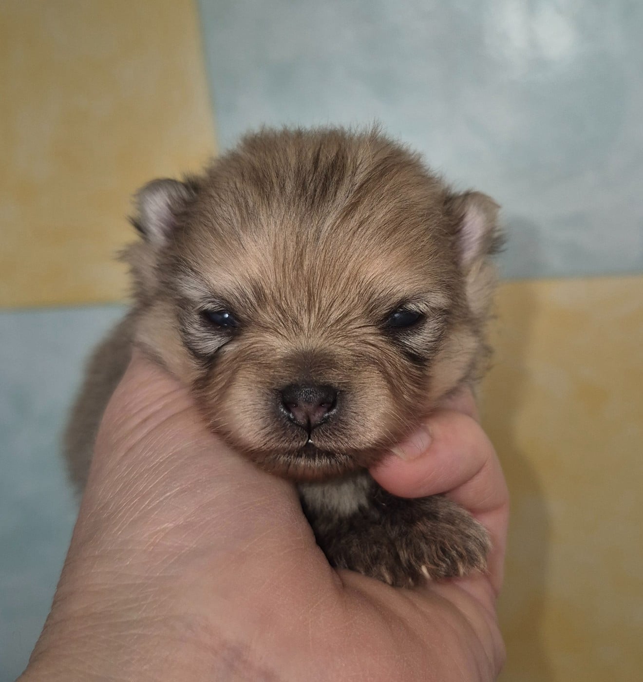 Spitz allemand - D'Obreika