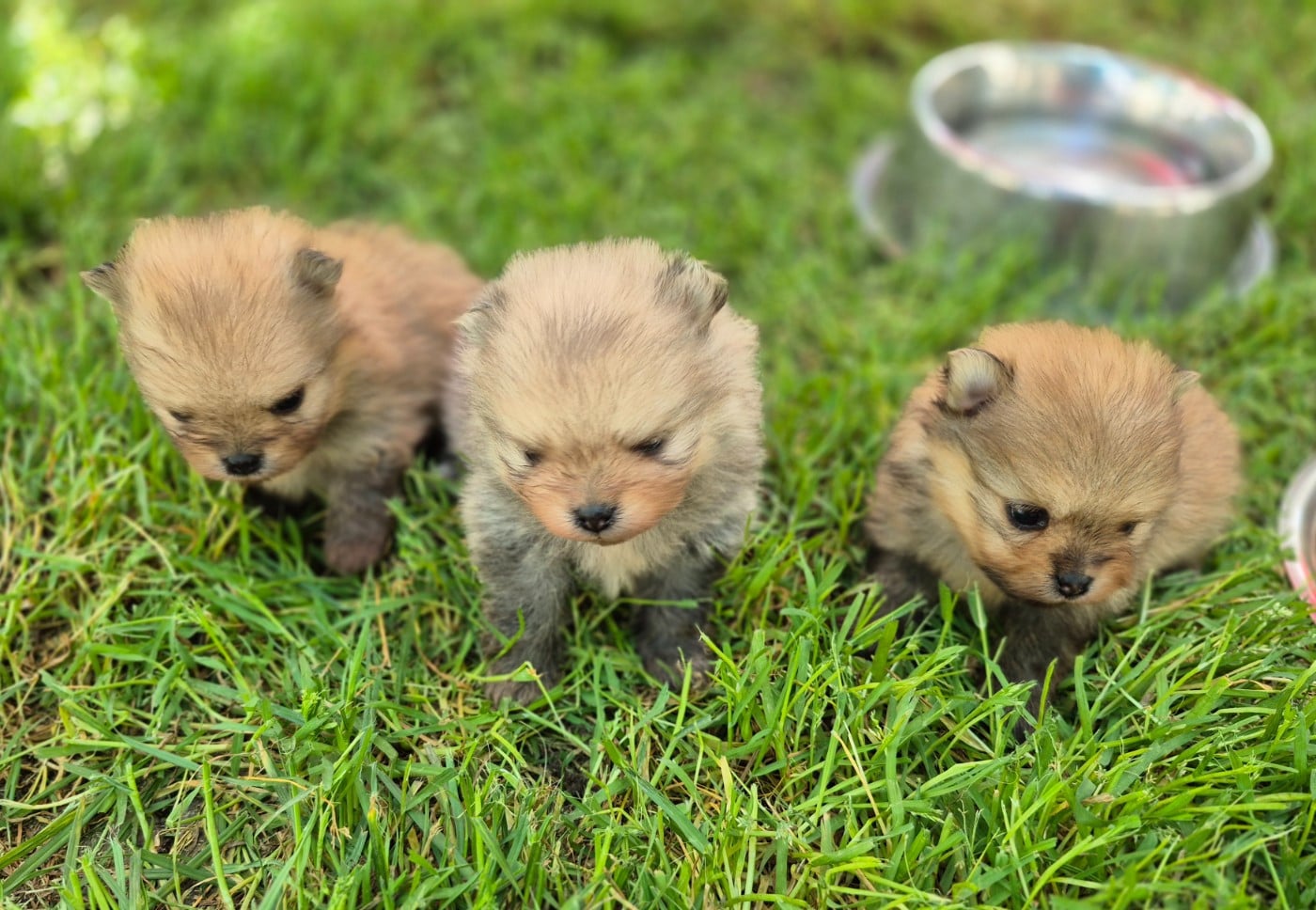 Spitz allemand - D'Obreika